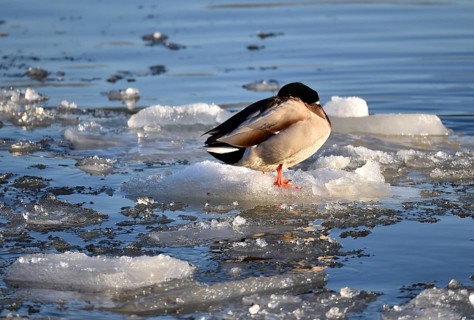 Mallards (Anas platyrhynchos) sitting on ice on the frozen Elbe near Geesthacht,