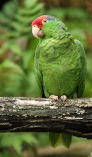 Red-crowned amazon (Amazona viridigenalis), parrot, Amazon, green, captive