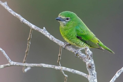 Swallow Tanager (Tersina viridis) perched on a branch in the Pantanal region of Brazil