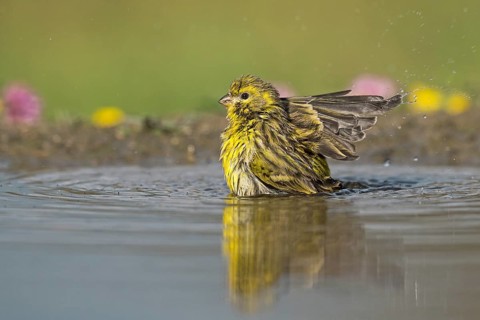 European Serin (Serinus serinus) bathing at a waterhole, Aosta Valley, Italy