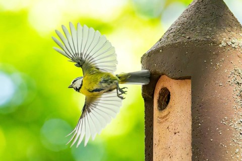 Eurasian blue tit (Cyanistes caeruleus) flying away from a bird house, Bavaria, Germany