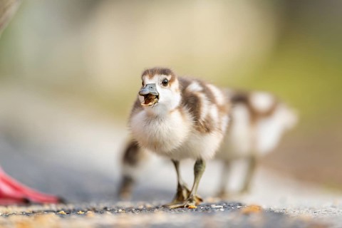 Egyptian goose (Alopochen aegyptiaca) cute chicks on a meadow at the shore of a lake, Bavaria,