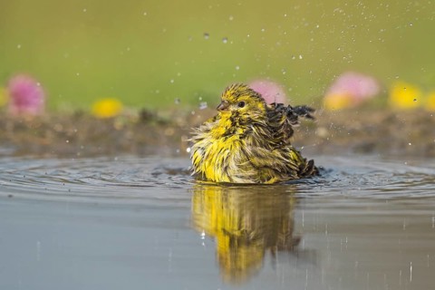 European Serin (Serinus serinus) bathing at a waterhole, Aosta Valley, Italy