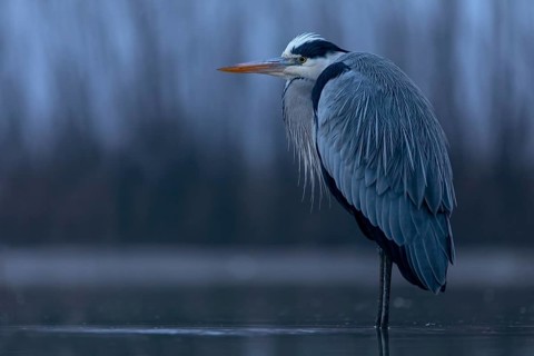 Grey Heron (Ardea cinerea), Hungary