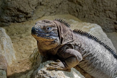 Animal portrait Jamaican iguana (Cyclura collei), reptile, pangolin, captive, occurrence Jamaica