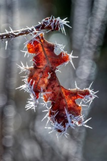 Leaves, Frost, Ice, Nature, Winter