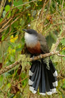 Chestnut-bellied Cuckoo (Coccyzus pluvialis) perched on a branch in Jamaica in the Caribbean
