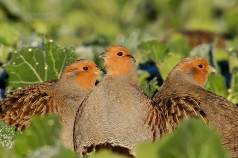 Grey Partridge (Perdix perdix), Thuringia, Germany
