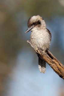 Laughing Kookaburra (Dacelo novaeguineae) perched on a branch, Australian Capital Territory,
