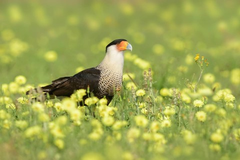 Northern Crested Caracara (Caracara cheriway) perched on flowering meadow, Texas, USA