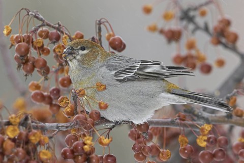 Pine Grosbeak (Pinicola enucleator) female, Ontario, Canada
