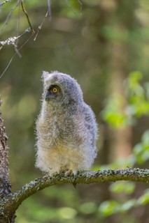 One young long-eared owl (Asio otus), sitting on a branch of a tree. Green vegetation in the