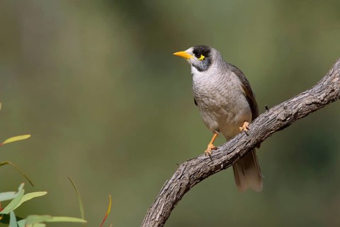 Noisy Miner (Manorina melanocephala), Victoria, Australia