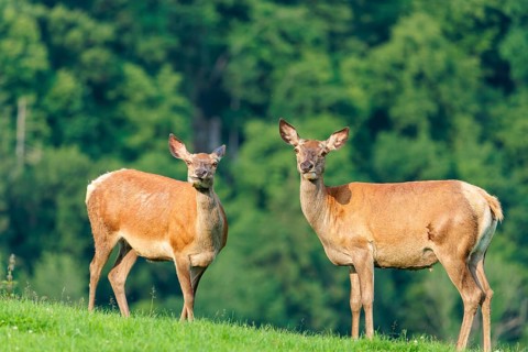 Two red deer hinds (Cervus elaphus) graze face to face in a green meadow in hilly terrain. A forest