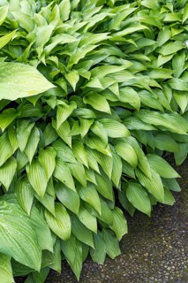 Funkia (Hosta lancifolia), Merkel family, Sweden