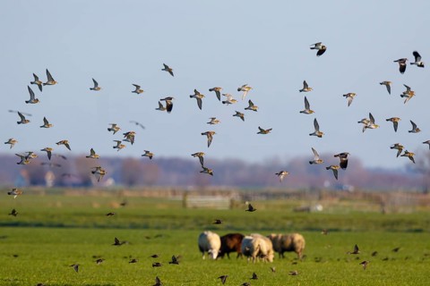 European Golden Plover (Pluvialis apricaria) flock flying, Netherlands