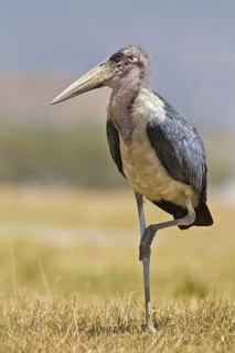 Marabou Stork (Leptoptilos crumenifer), Masai Mara, Kenya