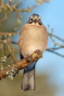 A jay (Garrulus glandarius), sitting on a branch against a blue sky, Odenwald, Hesse, Germany