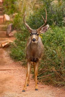 A mule deer confidently walks down a trail surrounded by vibrant greenery, capturing the essence of
