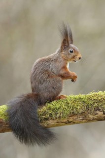 Eurasian red squirrel (Sciurus vulgaris), sitting on dead wood covered with moss, Wilden, North
