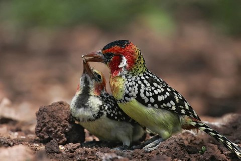 Red-and-yellow Barbet (Trachyphonus erythrocephalus) feeding young, Lake Manyara, Tanzania