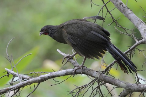 Chaco Chachalaca (Ortalis canicollis pantanalensis), Pantanal, Brazil