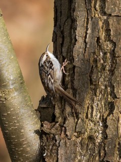 Tree Creeper (Certhia familiaris), on a tree stem, searching for insects, Hesse, Germany