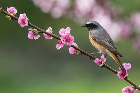 Common Redstart (Phoenicurus phoenicurus) male perched on a flowering twig, Poland