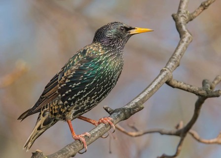 Common Starling (Sturnus vulgaris) Wales, United Kingdom