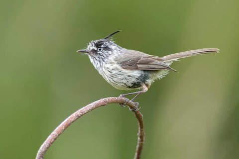Tufted Tit-Tyrant (Anairetes parulus), Los Rios, Chile