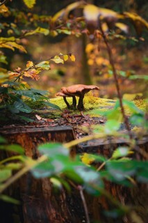A single mushroom growing on an old tree trunk surrounded by autumn leaves, Calw, Black Forest,