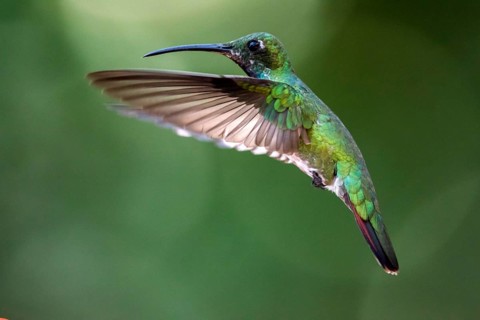 Green-breasted Mango (Anthracothorax prevostii) female flying, Peten, Guatemala