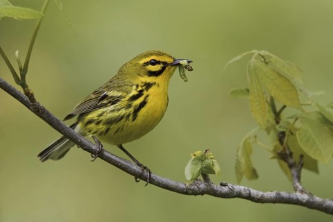 Prairie Warbler (Setophaga discolor) male, Ontario, Canada