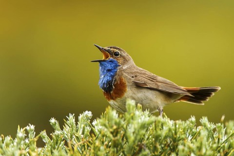 Bluethroat (Luscinia svecica cyanecula) male singing, Avila, Spain