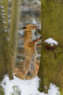 Red fox (vulpes vulpes), standing up against a tree in a snowy forest, surrounded by trees and