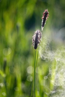 Pollen count, spring, Germany