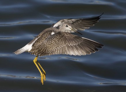 Greater Yellowlegs (Tringa melanoleuca) flying, Washington, USA