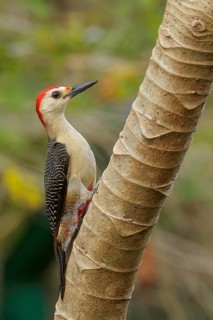 Yucatán Woodpecker (Melanerpes pygmaeus) perched on a brnach near Cancun on the Yucatan Peninsula