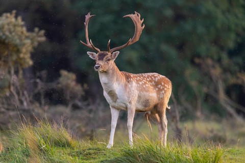 Fallow deer (dama dama), male, deer, Zandvoort, North Holland, Netherlands