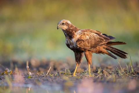 Western Marsh Harrier (Circus aeruginosus), Poland