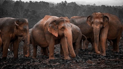 Four Asian elephants (elephas maximus) standing together in a cloudy field against a wooded