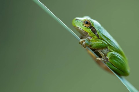 European tree frog (Hyla arborea), Zandvort, Netherlands