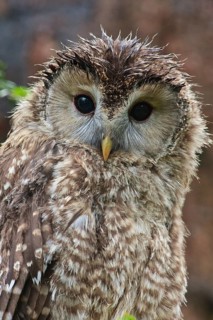 Ural Owl (Strix uralensis) juvenile, Bavaria, Germany