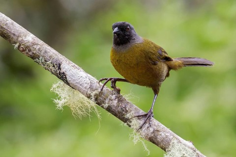 Large-footed Finch (Pezopetes capitalis) perched on a branch in Costa Rica