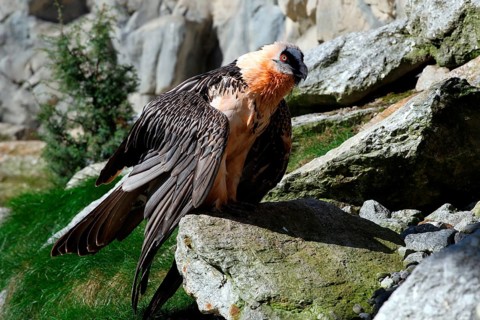 Bearded vulture (Gypaetus barbatus) Alpenzoo Innsbruck, Tyrol, Austria, Tyrol, Austria
