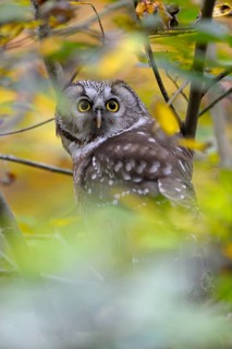 Rauhfusskauz (Aegolius funereus), Boreal owl, adultes Tier, aufmerksam, Oktober, captive,