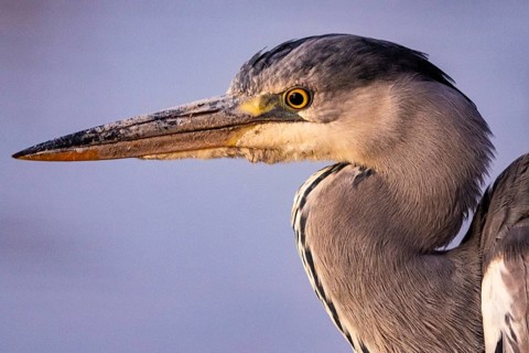 Grey heron (Ardea cinerea) Germany