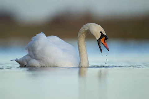 Mute swan (Cygnus olor) adult bird on a lake, England, United Kingdom