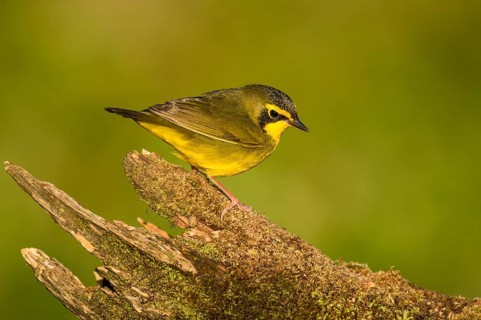 Kentucky Warbler (Geothlypis formosa) male perched on an old mossy trunk, Texas, USA
