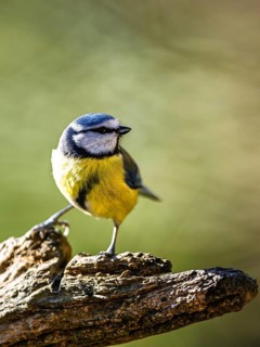 Blue Tit, Cyanistes Caeruleus